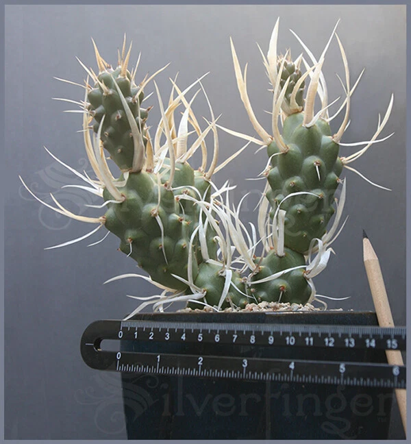 Live Paper Spine Cactus Plant – Tephrocactus articulatus papyracanthus, Succulent with Papery Spines, Potted Cactus