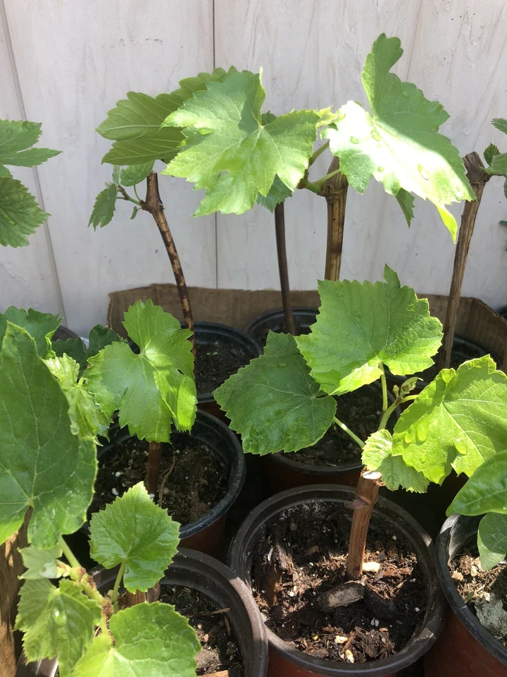 Green Grape Vine Cutting in Pot – Seedless Vitis vinifera, Live Climbing Fruit Vine for Garden Trellises & Vineyards