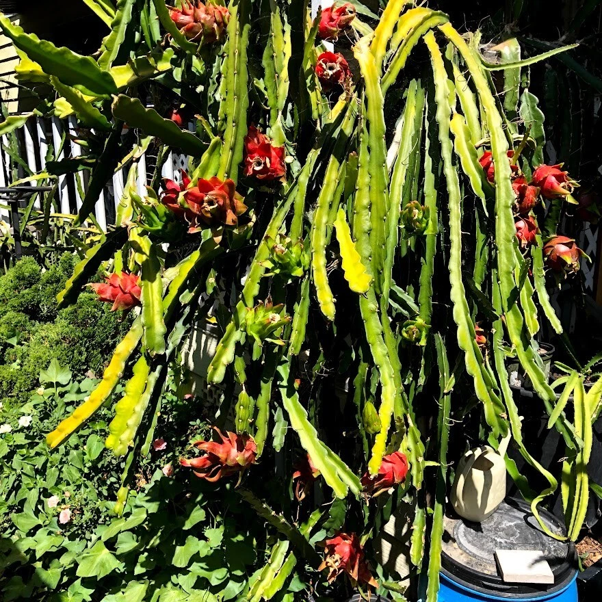 Red Dragon Fruit Cuttings – 5 Live Pitaya Clippings with 1 Rooted Plant, Tropical Cactus for Propagation and Planting