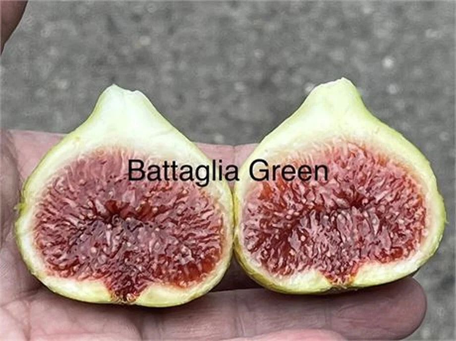 Battaglia Green Fig Cutting - 1 Unrooted Fig Tree Cutting with 3+ Nodes, 8+ Inches for Propagation