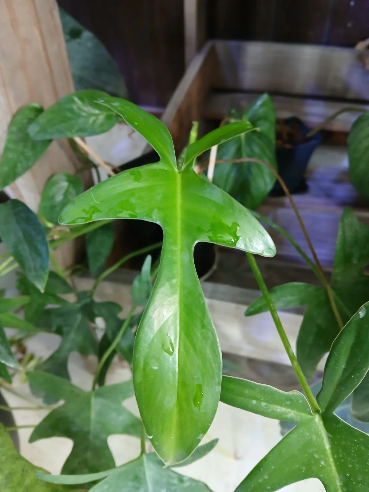 Philodendron Glad Hands Cuttings – 5 Unrooted Tropical Aroid Houseplant Propagation Starter