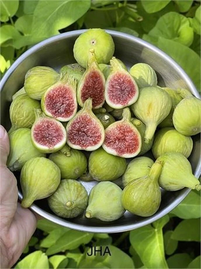 JH Adriatic Fig Cutting - Ficus carica Unrooted Fig Tree Cutting with 3+ Nodes, 8+ Inches Long