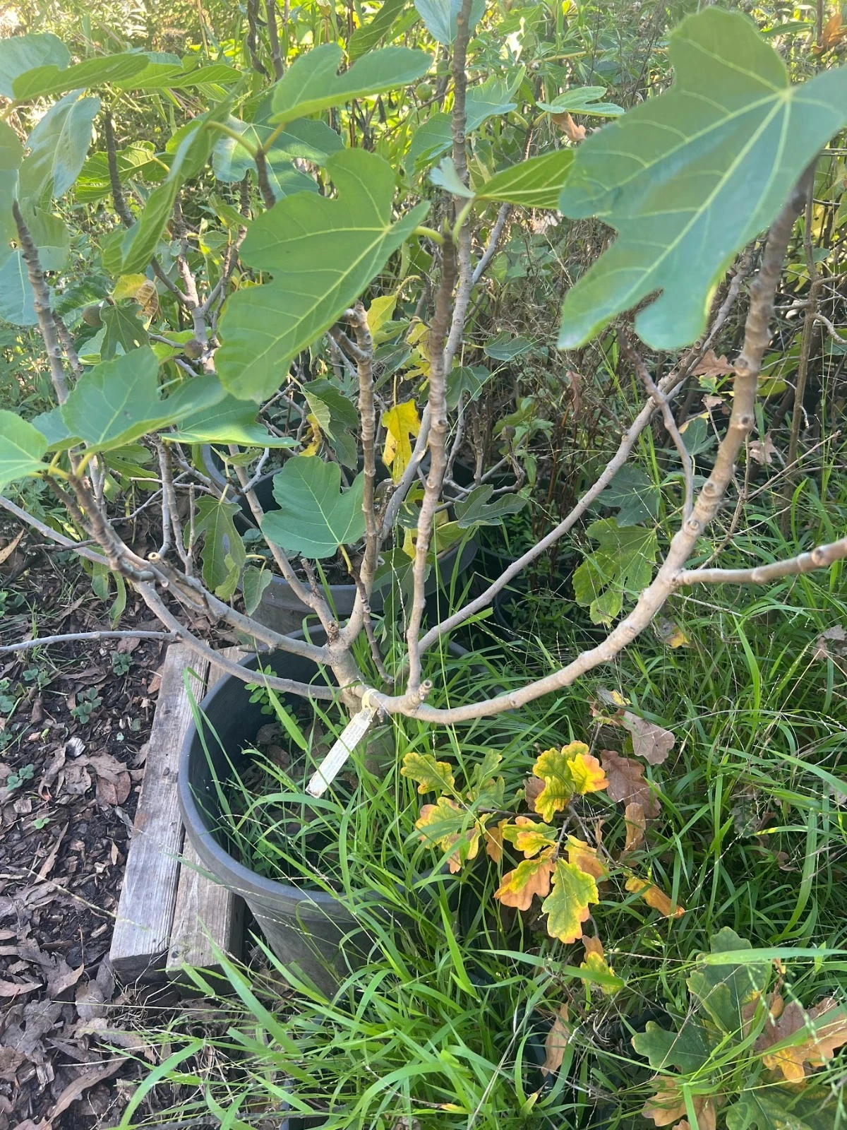 Excel Fig Tree Cuttings – 3 Fresh 6–8 Inch Unrooted Cuttings for Propagation