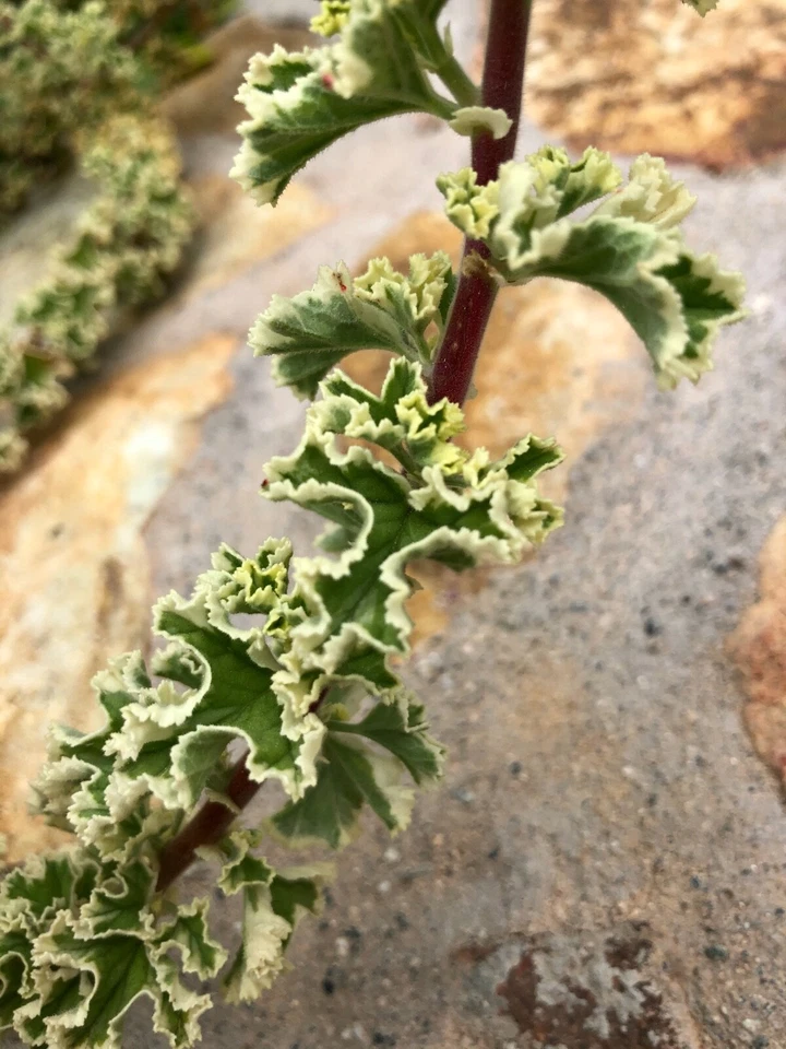 Variegated Compact Pelargonium Geranium Cuttings – 3 Fresh Live 6-Inch Cuttings for Propagation