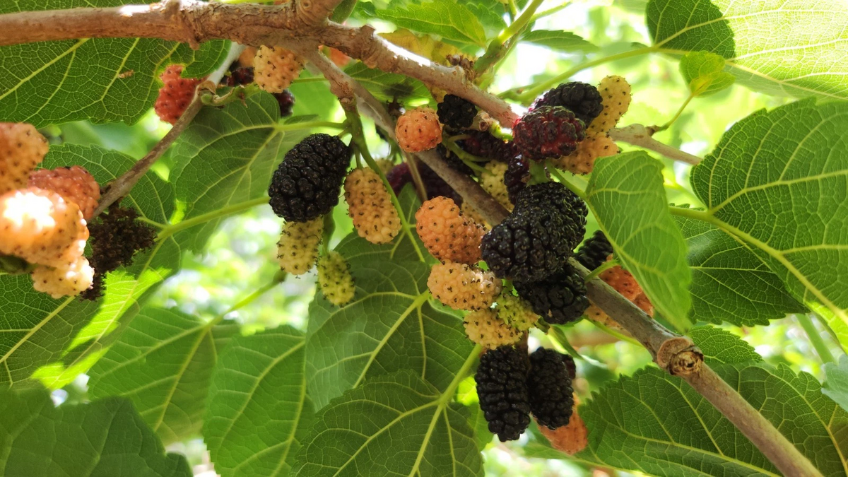 Black Mulberry Tree Cuttings – 25 Live Morus Nigra Cuttings for Propagation and Home Orchards