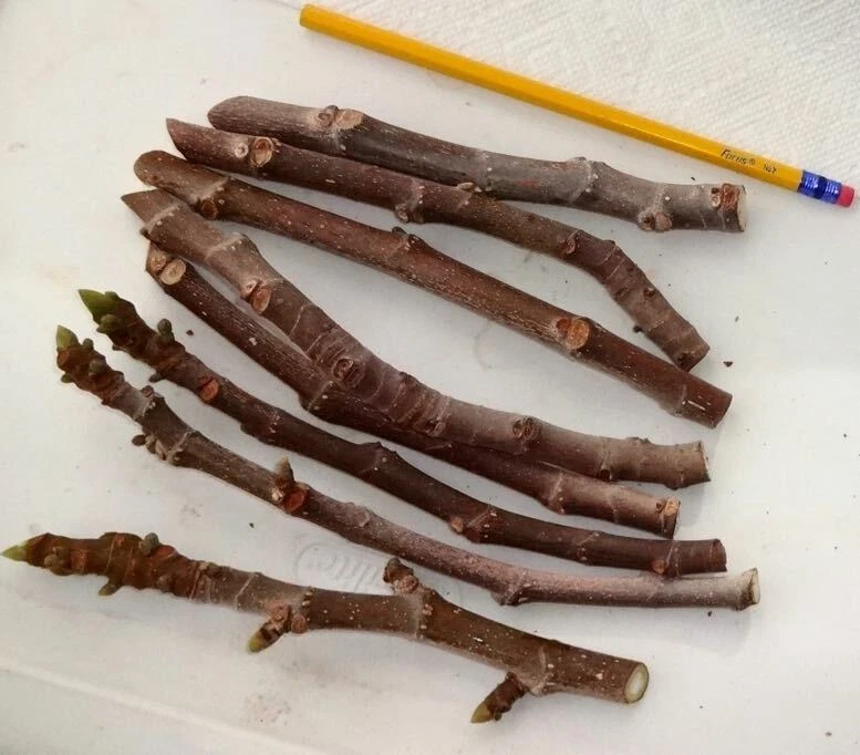 Texas Everbearing Fig Cuttings – 3 Fresh 6–8" Stems for Rooting, Hardy Ficus carica for Zones 6–11