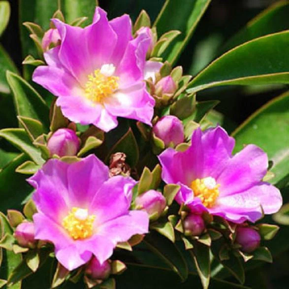 Pereskia grandifolia Seeds – 10 Rare Leaf Cactus Seeds, Exotic Tree-Form Cactus, Green Foliage, Pink Blooms, Tropical Garden Plant