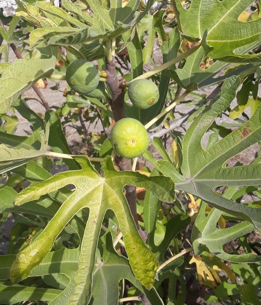 Tena Fig Cuttings – Ficus carica Fruit Tree, 7 Unrooted Live Propagation Cuttings for Garden or Container Planting