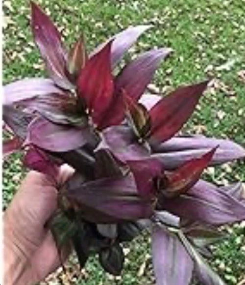Tradescantia Red Gem Cuttings – 7 Unrooted Wandering Jew Houseplant Propagation Material