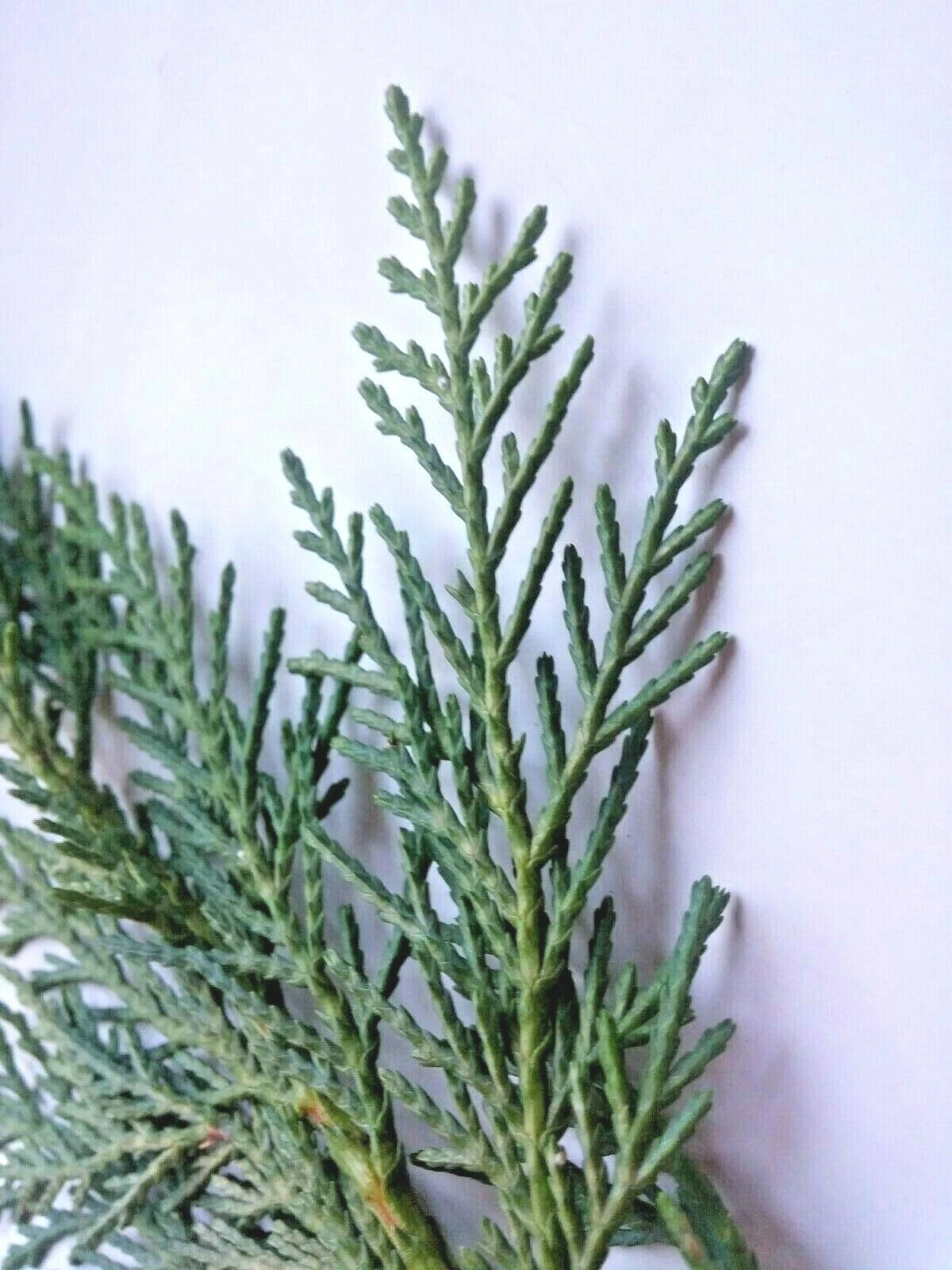 Leyland Cypress Cuttings 75 Unrooted Fast-Growing Evergreen Privacy Hedge Plants × Cuprocyparis leylandii