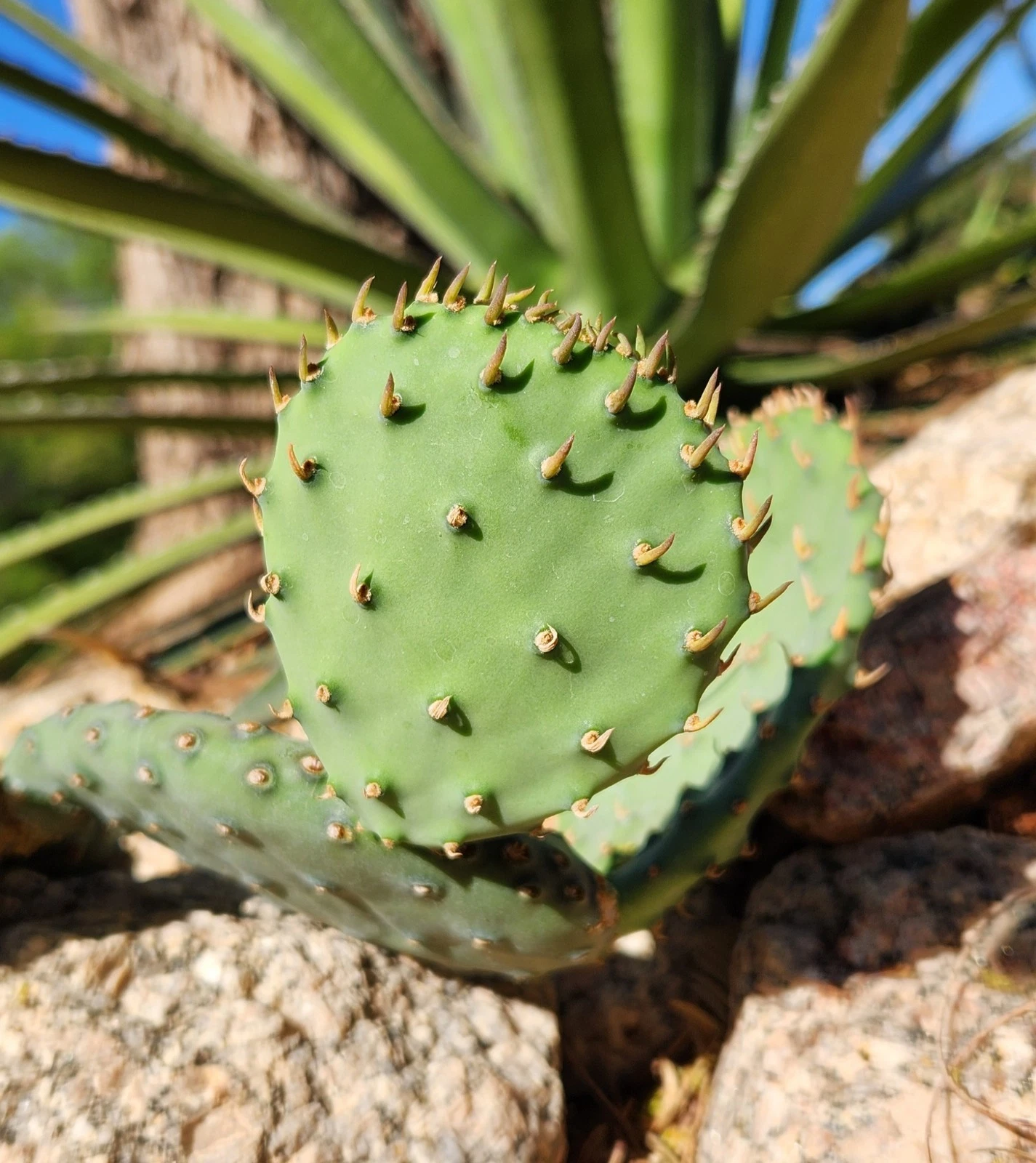Opuntia macrorhiza Plains Prickly Pear Cactus Pad Cutting, Cold-Hardy Drought-Tolerant Succulent for Rock Gardens