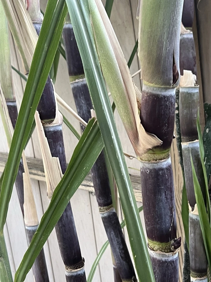 Rooted Sugarcane Cuttings Pack – Saccharum officinarum Dark Green Starter Plants for Garden or Container Planting