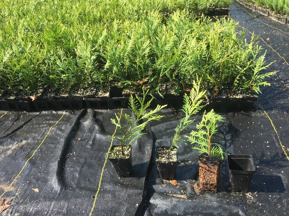 Green Giant Thuja Arborvitae Live Potted Plants – 25 Pack, Evergreen Privacy Hedge, Fast-Growing Landscape Screening