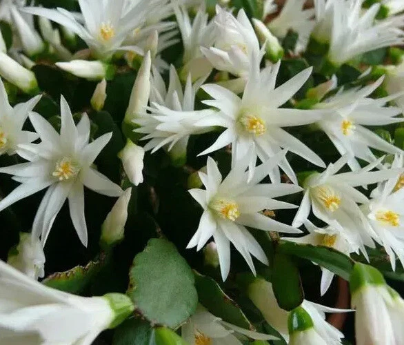 White Easter Cactus Rooted Plant – Spring Sunrise Rhipsalidopsis (Hatiora) Indoor Blooming Cactus for Pots & Hanging Displays