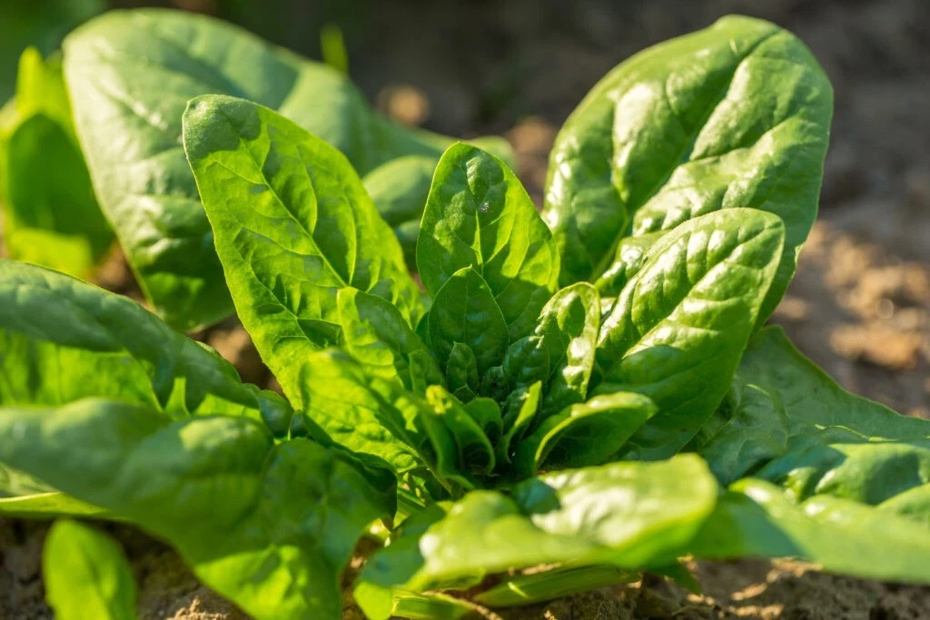 Noble Giant Spinach Seeds - Heirloom Leafy Green Vegetable Seeds for Garden & Container Planting, Spinacia oleracea, 200 Seeds