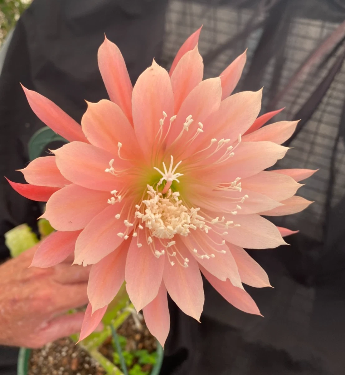 Epiphyllum Orange Fiesta - Two Rooted Orchid Cactus Plants in 3" Pots with Bright Orange Blooms