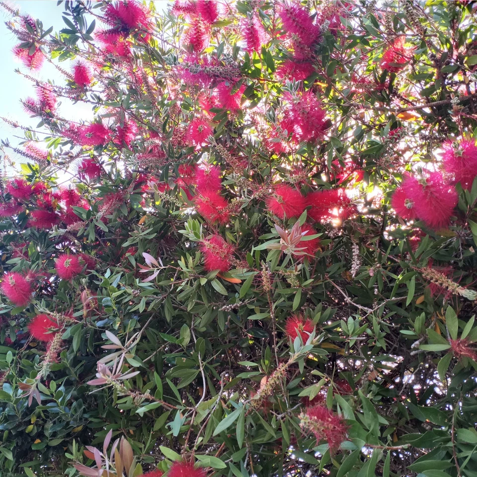 Crimson Bottlebrush Cuttings – 6 Callistemon citrinus Unrooted 4-6 Inch Red Flowering Shrub Propagation Plants