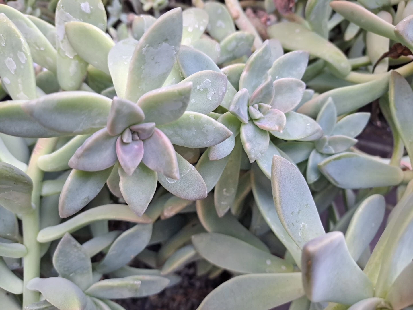Graptopetalum paraguayense Ghost Plant Succulent Cuttings – 3 Live Unrooted Rosette Plants for Propagation and Containers
