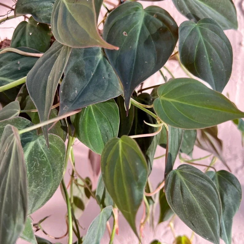 Unrooted Philodendron micans Cutting for Propagation – Velvet Leaf, Trailing Houseplant, Green with Bronze Tones