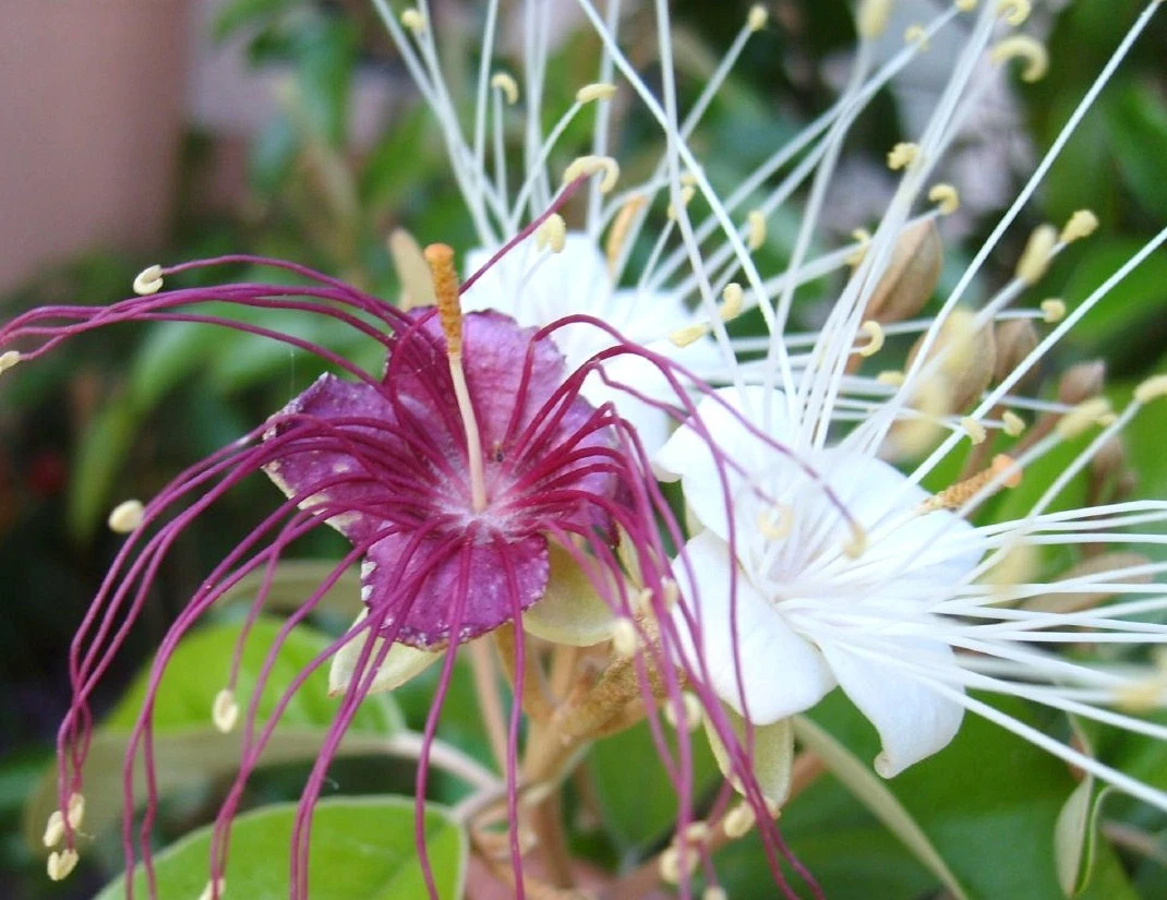 Jamaican Caper Seeds – Capparis cynophallophora – Florida Native Plant – 10 Fruit Seeds for Planting and Propagation