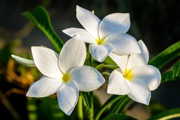 Plumeria Pudica Cuttings – 2 White Butterfly Flowering Stems for Rooting, Tropical Plant, Live Flowering Starter