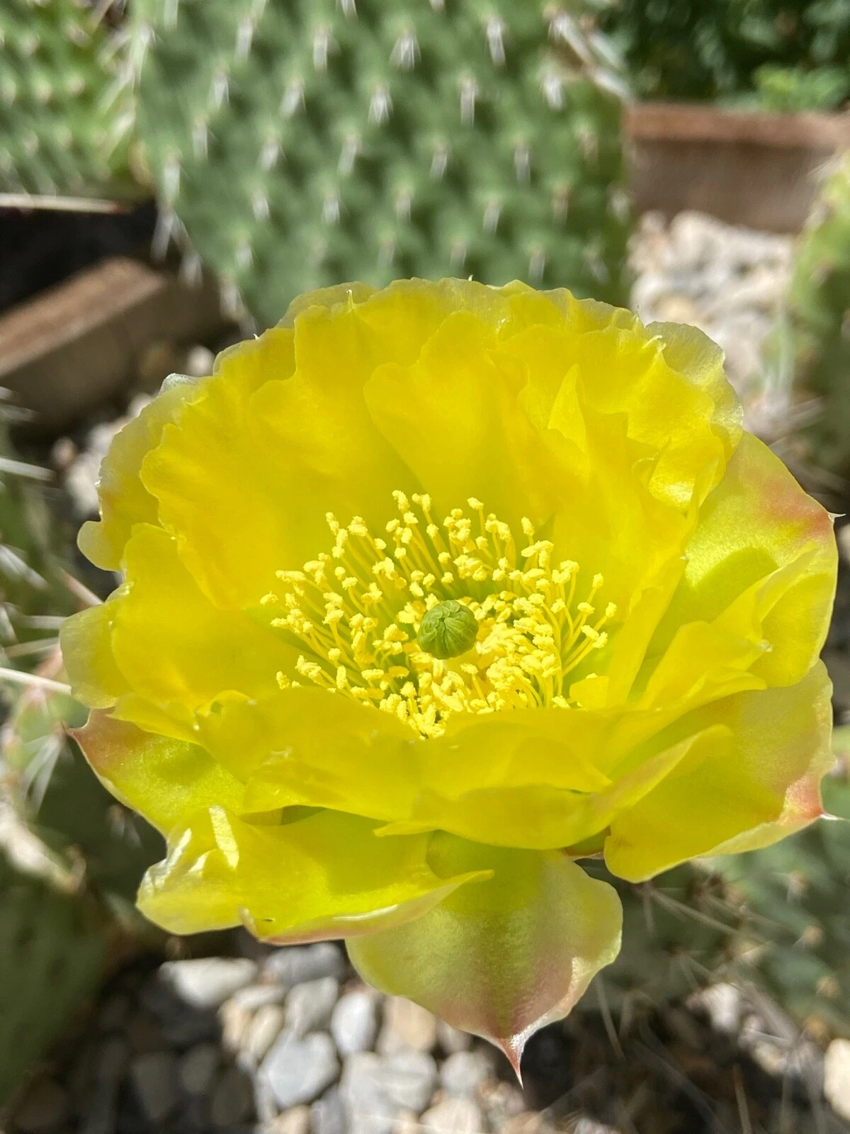 Prickly Pear Cactus Cutting | Opuntia polyacantha 'Chartreuse' | Cold Hardy, Drought Tolerant, Rock Garden, Container Plant