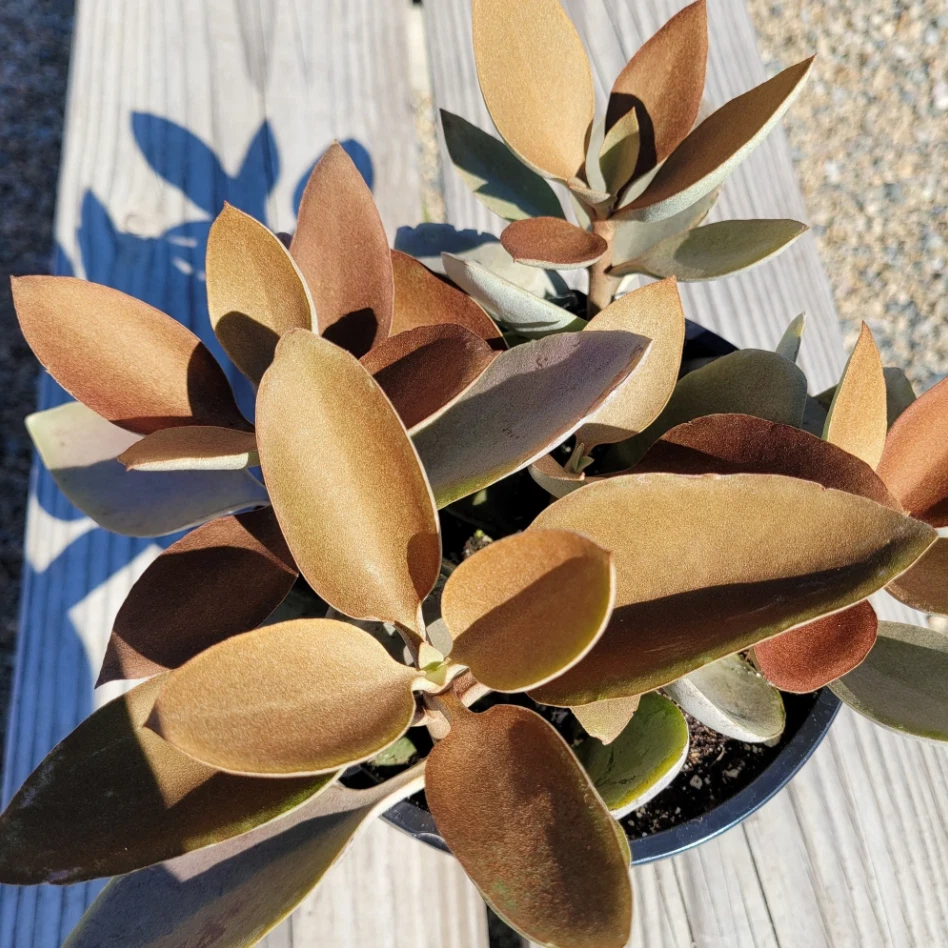 Kalanchoe Orgyalis Copper Spoons Succulent Live Plant – 4 Inch Bare Root with Bronze Foliage