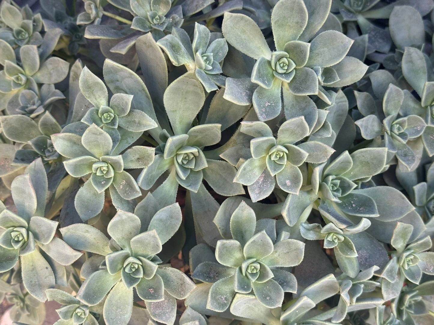 Succulent Cuttings Set of 4 | Aeonium haworthii Rosette Succulent for Indoor & Outdoor Growing