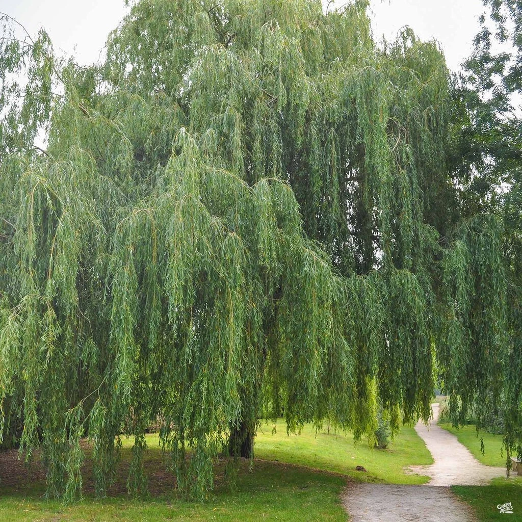 Weeping Willow Cuttings - 20 Unrooted Salix babylonica Stems for Propagation and Rooting