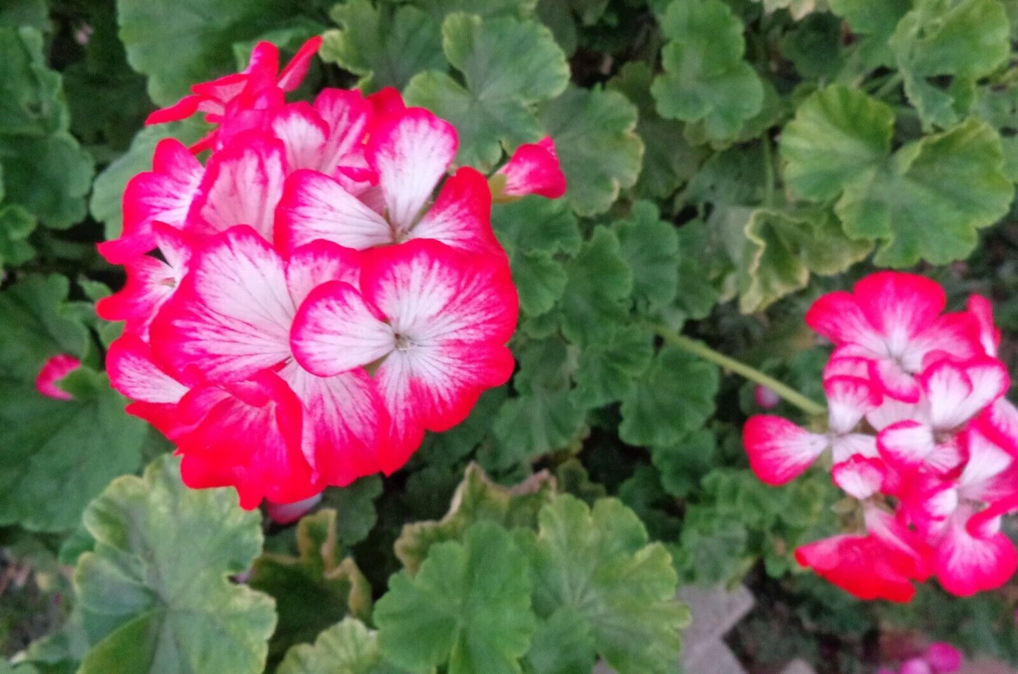 Red and White Geranium Cuttings – 2 Live Pelargonium Starter Cuttings, 6 Inches, Bi-Color Flowering Plant