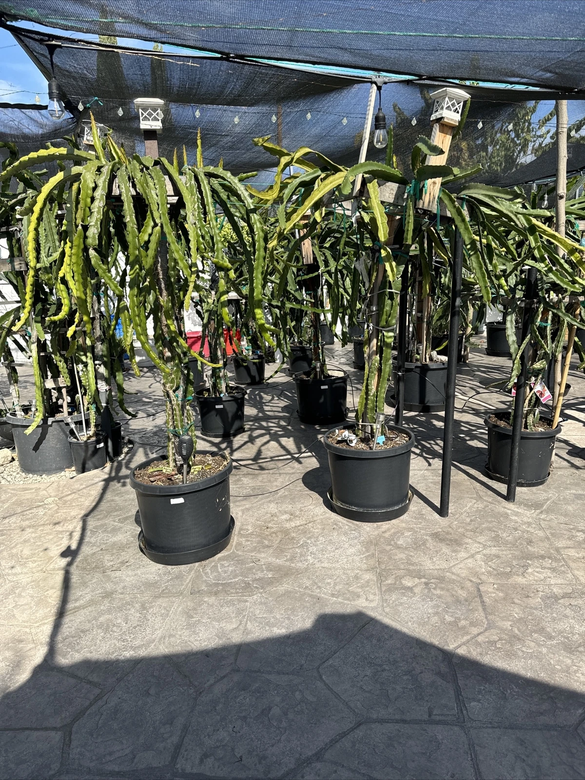 Dragon Fruit Cutting Set – 2 Unrooted Stem Clippings, 8–12 Inches, Tropical Climbing Cactus, Selenicereus spp.