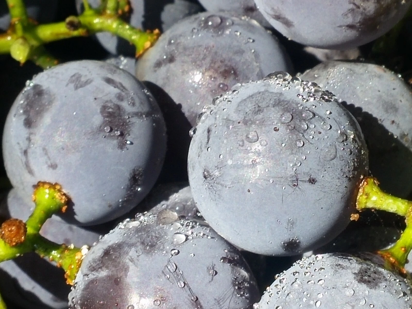 Concord Grape Cuttings – 12 Unrooted Vitis labrusca Seeded Grape Vines for Planting