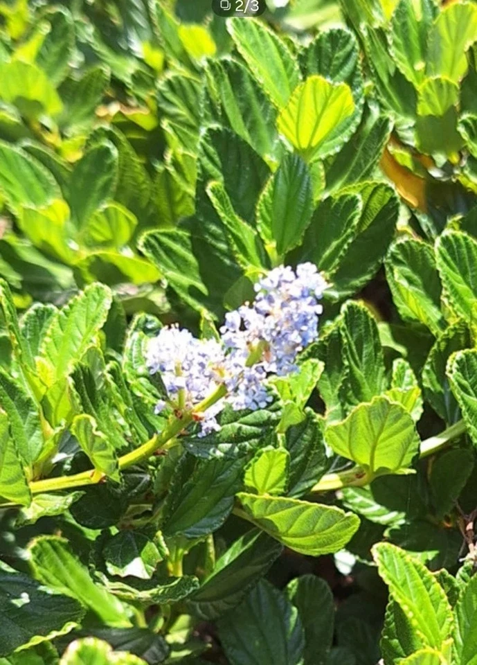 California Lilac Cuttings - 10 Ceanothus horizontalis Unrooted Stems with Blue Blooms for Garden Landscapes