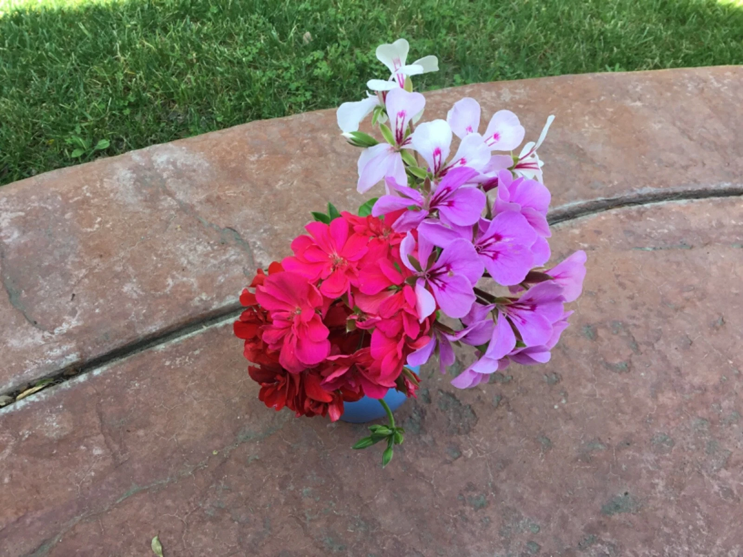 Unrooted Ivy Geranium Cuttings - Pelargonium peltatum, Four-Color Mix, Trailing Flowering Plant for Propagation