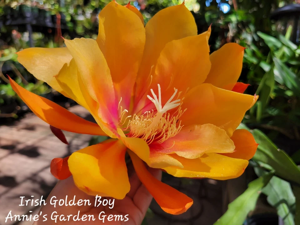 Epiphyllum Irish Golden Boy Unrooted Orchid Cactus Cutting 8-10 Inches for Propagation