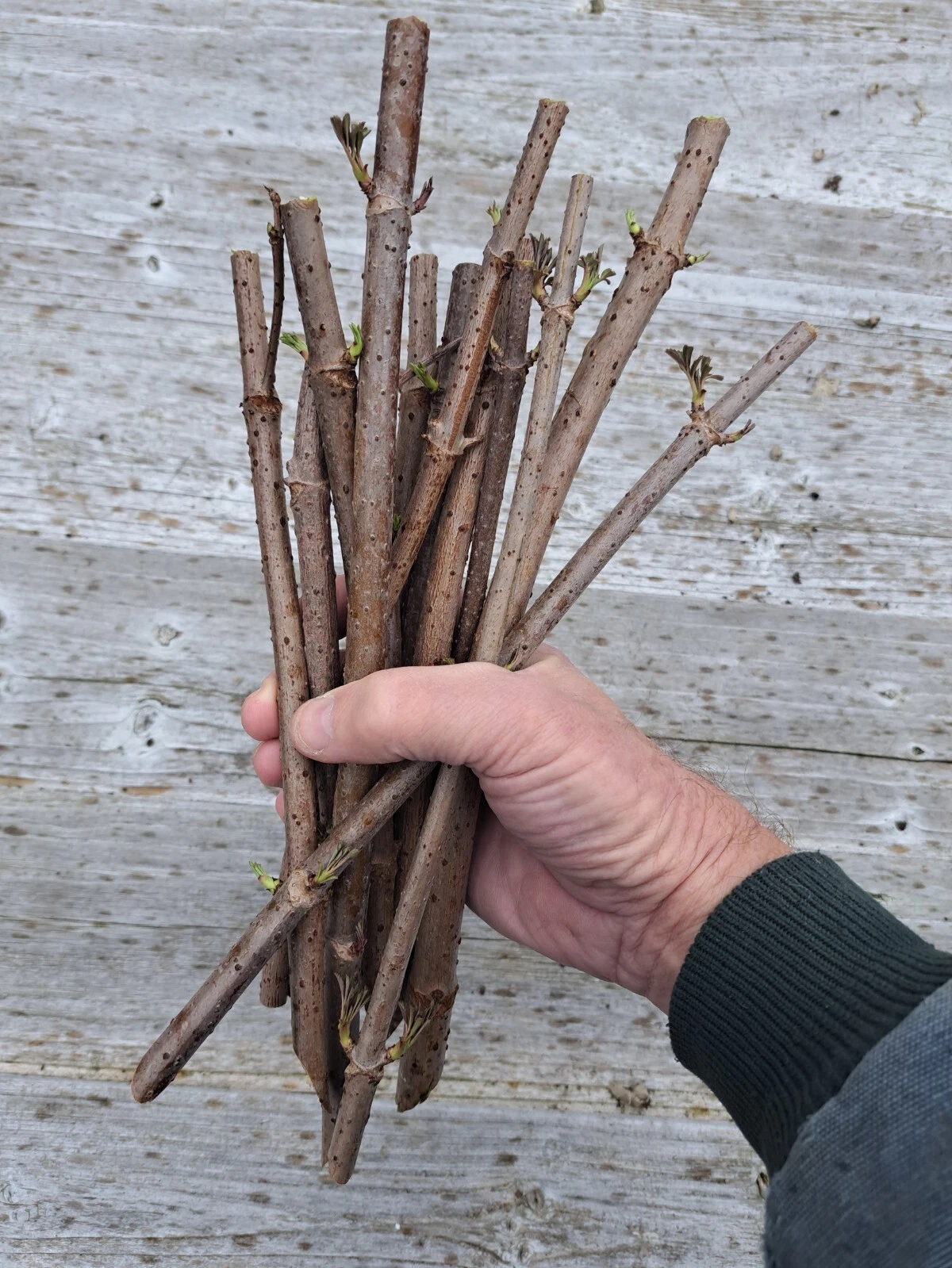 American Elderberry Cuttings – 100 Unrooted Sambucus canadensis Dormant Shrub Stems for Planting