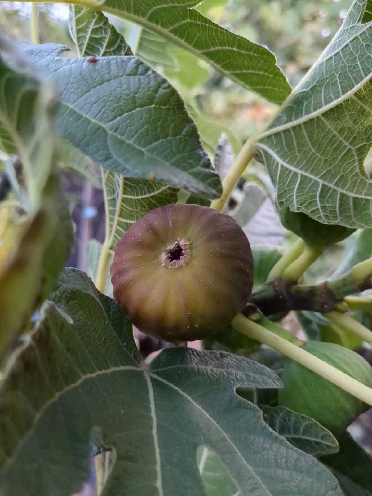Olympian Fig Cuttings – 10 Fresh Ficus carica Scions for Rooting and Grafting, Live Fig Tree Propagation Wood