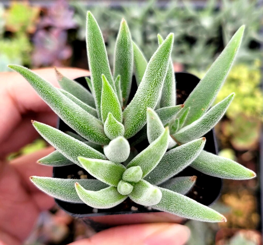 Crassula mesembryanthemoides 'Tenelli' Succulent Plant – 2-Inch Potted Live Plant for Indoor & Outdoor Growing