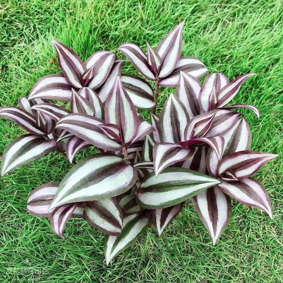 Tradescantia Zebrina Rooted Cuttings – 15 Live Wandering Jew Plants with Purple Green Foliage, Indoor Houseplant, Trailing Perennial