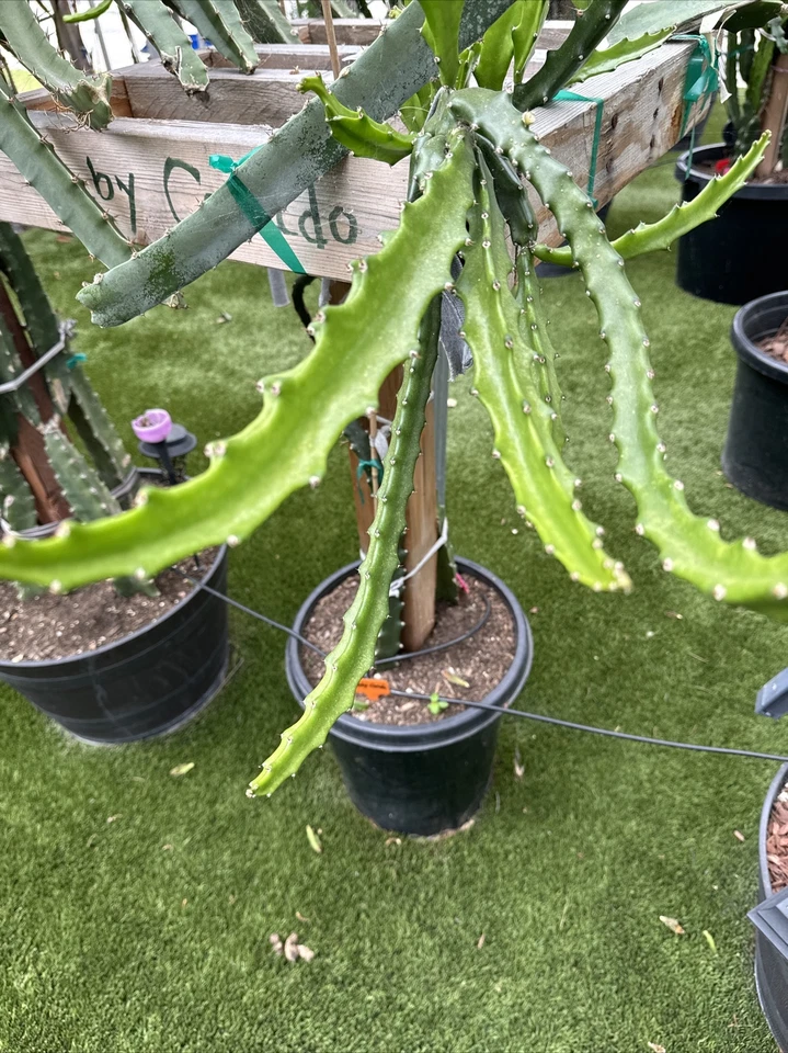 Baby Cerado Dragon Fruit Cutting – 8–12 Inch Unrooted Pitaya Stem for Propagation, Tropical Climbing Cactus, Selenicereus sp.