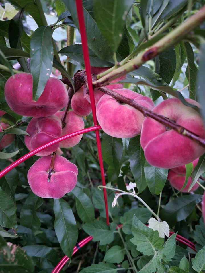 White Donut Peach Cuttings – 10 Unrooted Saturn Peach Branches for Grafting & Propagation – Prunus persica