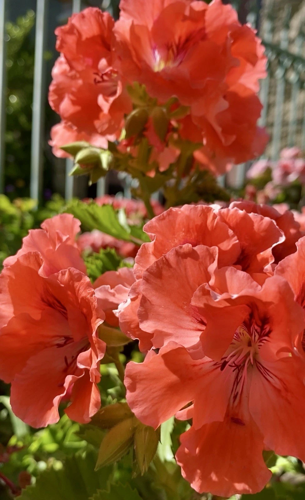 Double Red Orange Geranium Plants – 2 Rooted Pelargonium Starts with Bright Blooms, Compact Growth, Container & Garden Ready