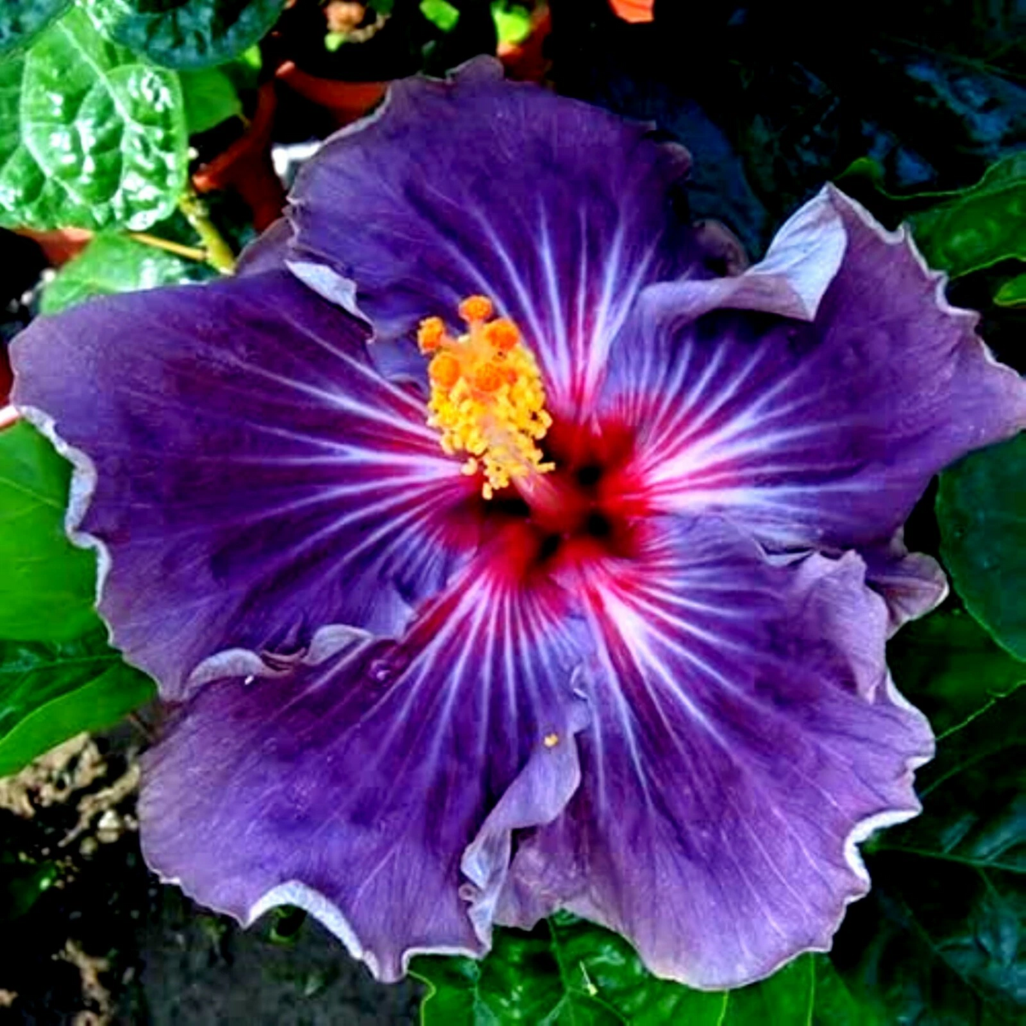 Hibiscus moscheutos Cuttings – 7 Unrooted Hardy Perennial Flowering Stem Starters for Propagation