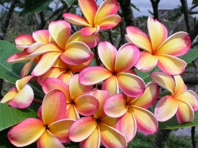 Rainbow Plumeria Cuttings – 3 Live Stem Cuttings, Multi-Color Tropical Frangipani, Plumeria rubra, for Garden or Patio