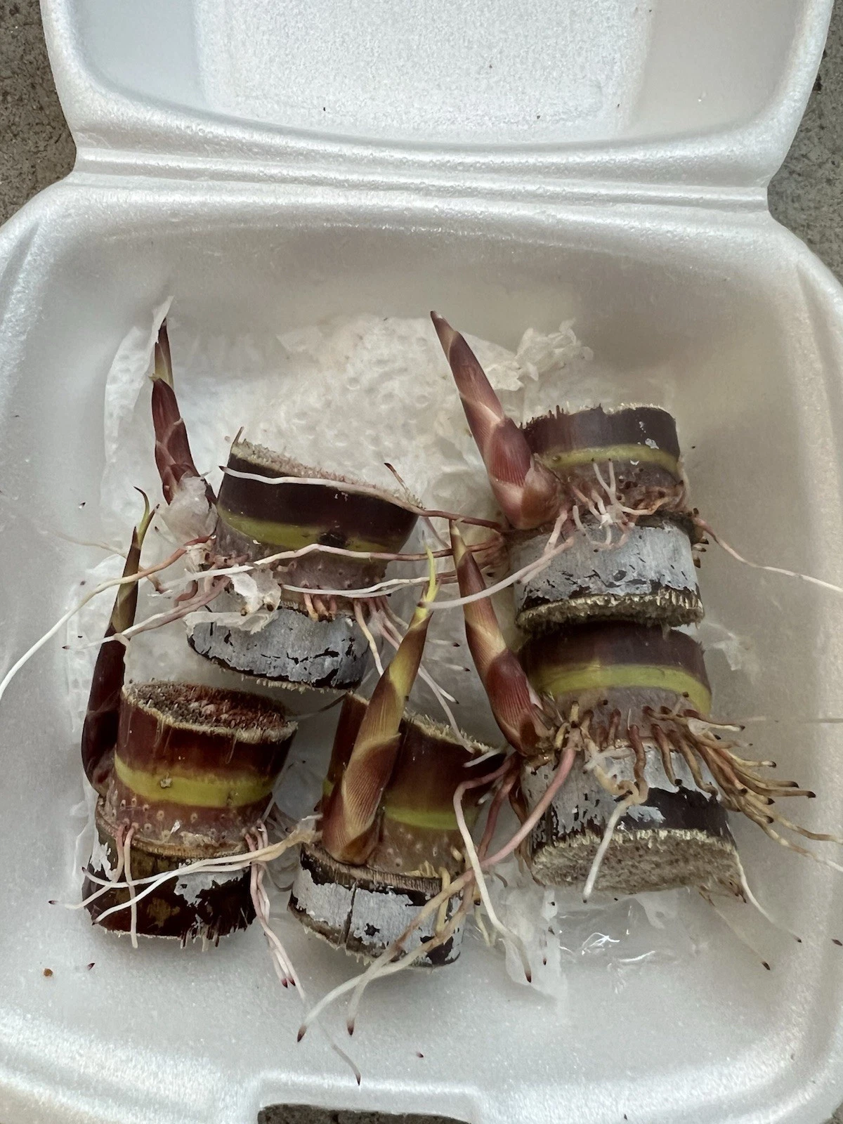 Dark Purple Sugarcane Rooted Cuttings – Saccharum officinarum Live Planting Material for Propagation