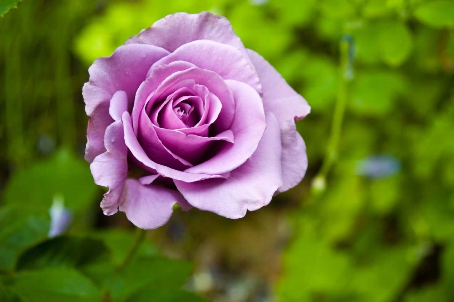 Cherry Brandy Rose Cuttings – 20 Unrooted Purple Fragrant Rose Stems for Propagation, Garden Bed & Landscape Planting Rosa