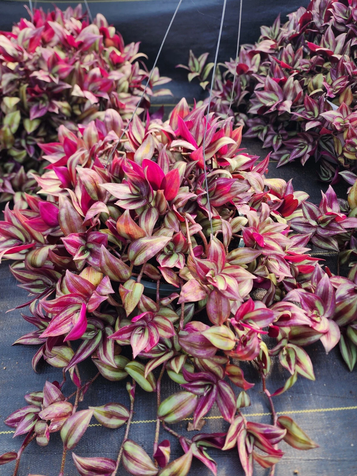 Tradescantia Zebrina Cuttings – 20 Live 8-12 Inch Purple Green Trailing Houseplant Propagation Material