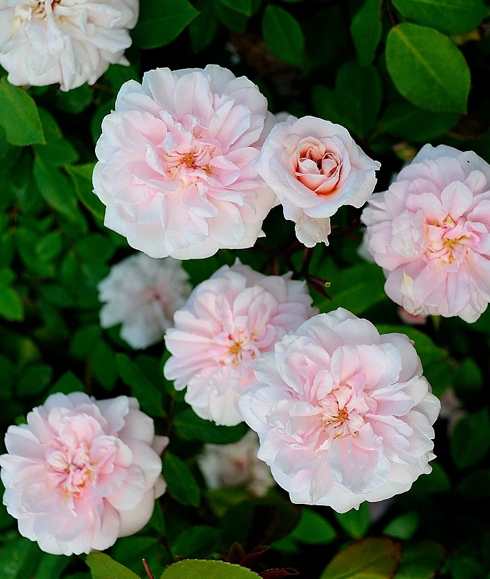 Cecile Brunner Antique Rose Cuttings – 8 Fresh Heirloom Pink Climbing Rose Stems for Rooting