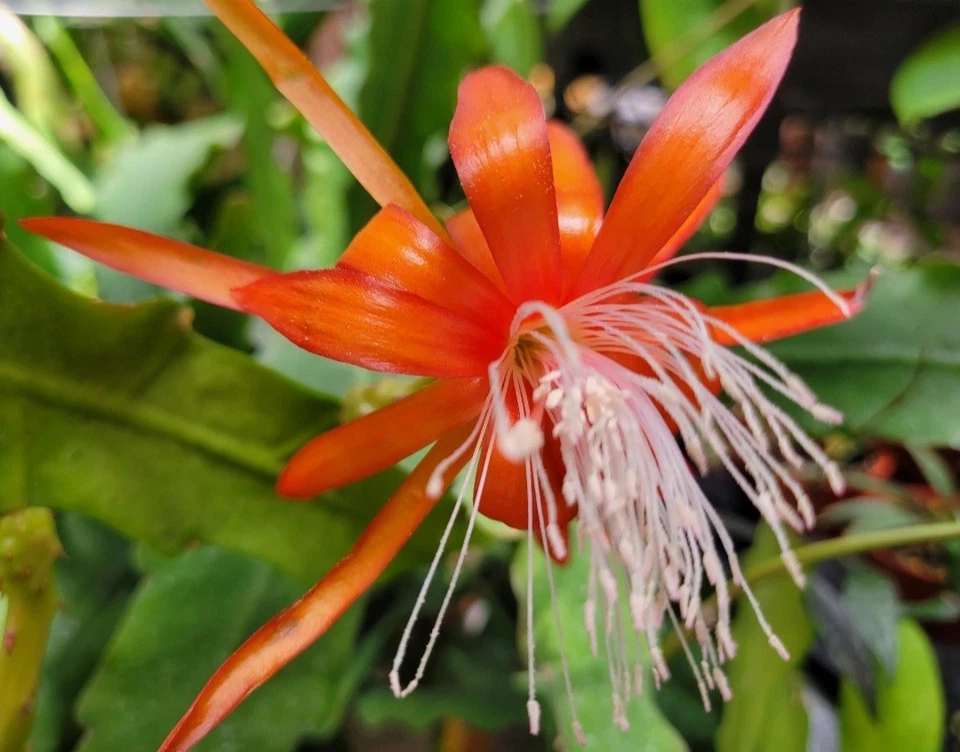 Epiphyllum 'Fluid Orange' Cuttings – Orchid Cactus Hybrid, Unrooted Live Plant Propagation, 8-10 Inches Long