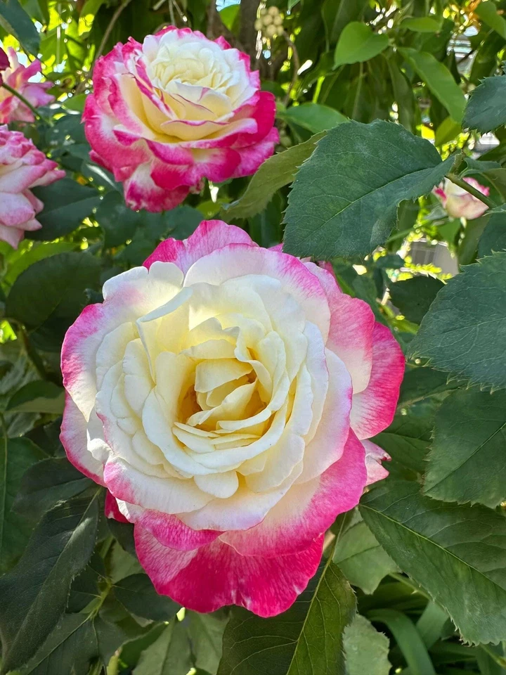 Double Delight Rose Cuttings – 5 Stems for Planting – Large Double Bloom Garden Rose – Rosa ‘Double Delight’